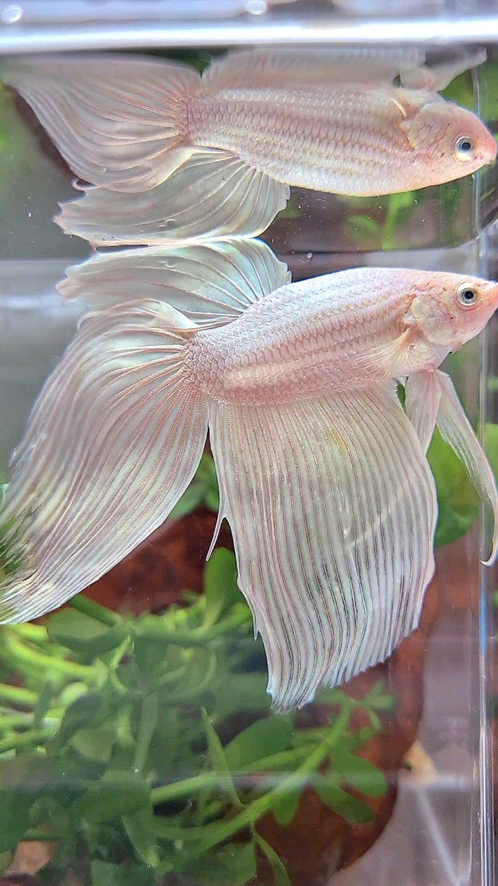 GIANT & XL Size – Rare Betta Fish Store