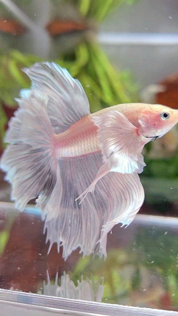 HALFMOON DUMBO EAR RED WHITE PLATINUM BETTA FISH