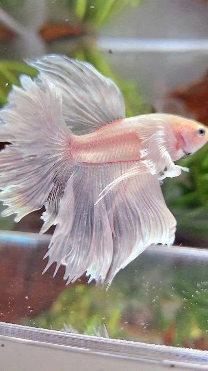 HALFMOON DUMBO EAR RED WHITE PLATINUM BETTA FISH