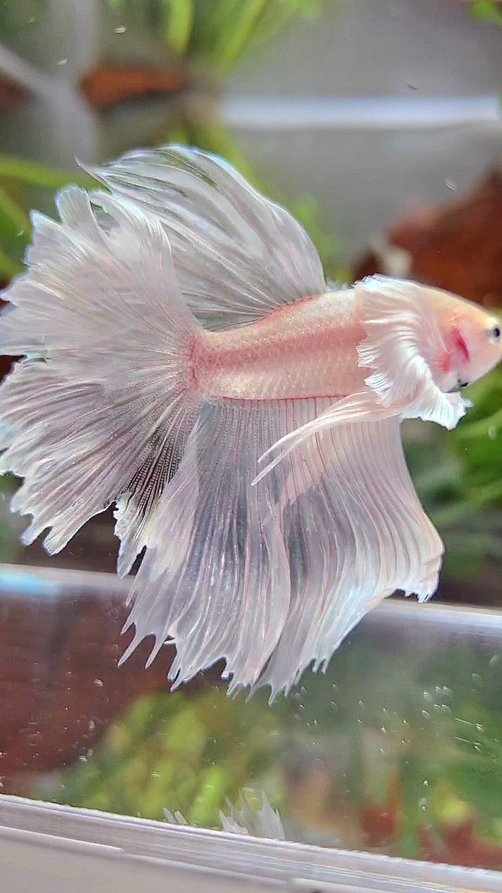 HALFMOON DUMBO EAR RED WHITE PLATINUM BETTA FISH