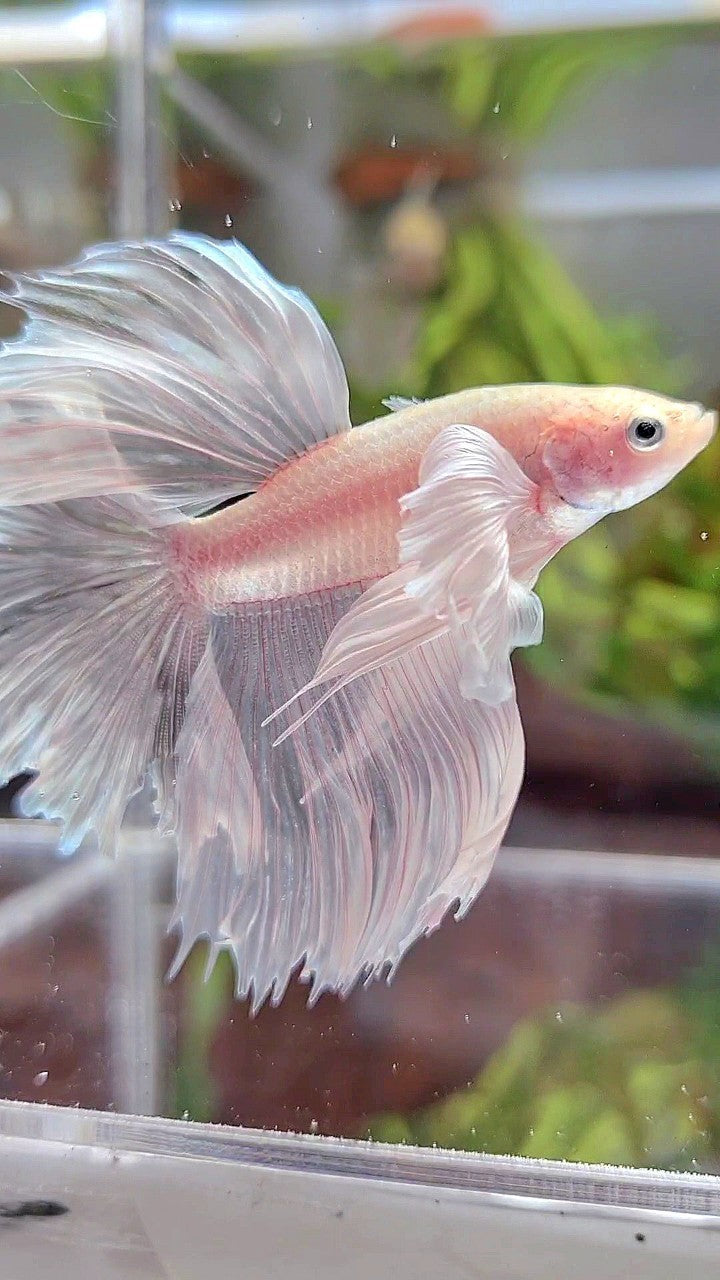 HALFMOON DUMBO EAR RED WHITE PLATINUM BETTA FISH