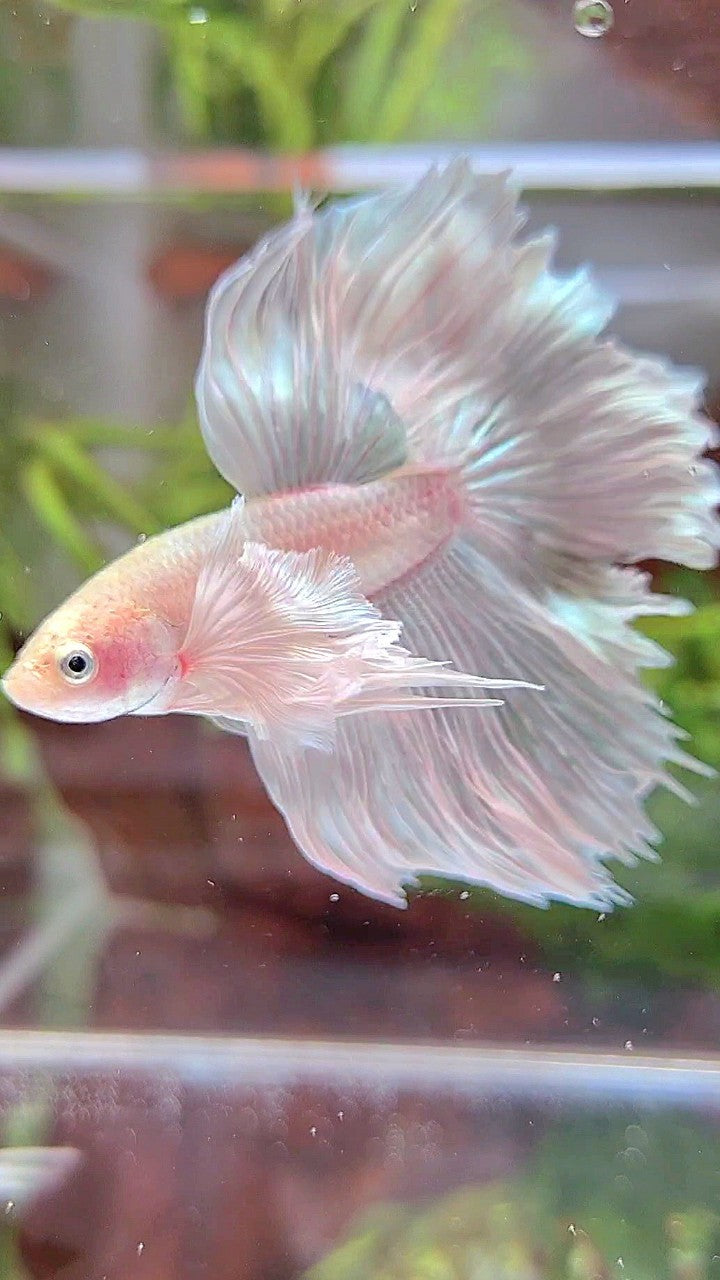 HALFMOON DUMBO EAR RED WHITE PLATINUM BETTA FISH