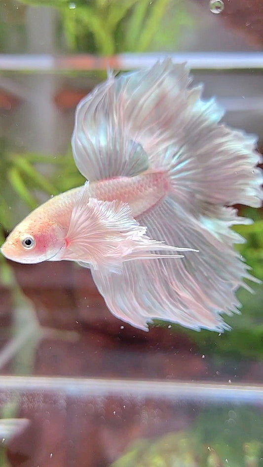 HALFMOON DUMBO EAR RED WHITE PLATINUM BETTA FISH