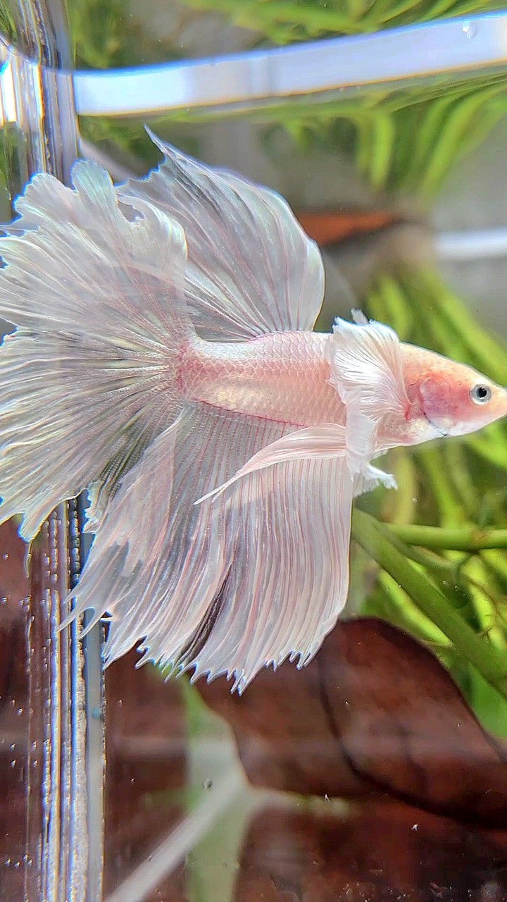 HALFMOON DUMBO EAR RED WHITE PLATINUM BETTA FISH