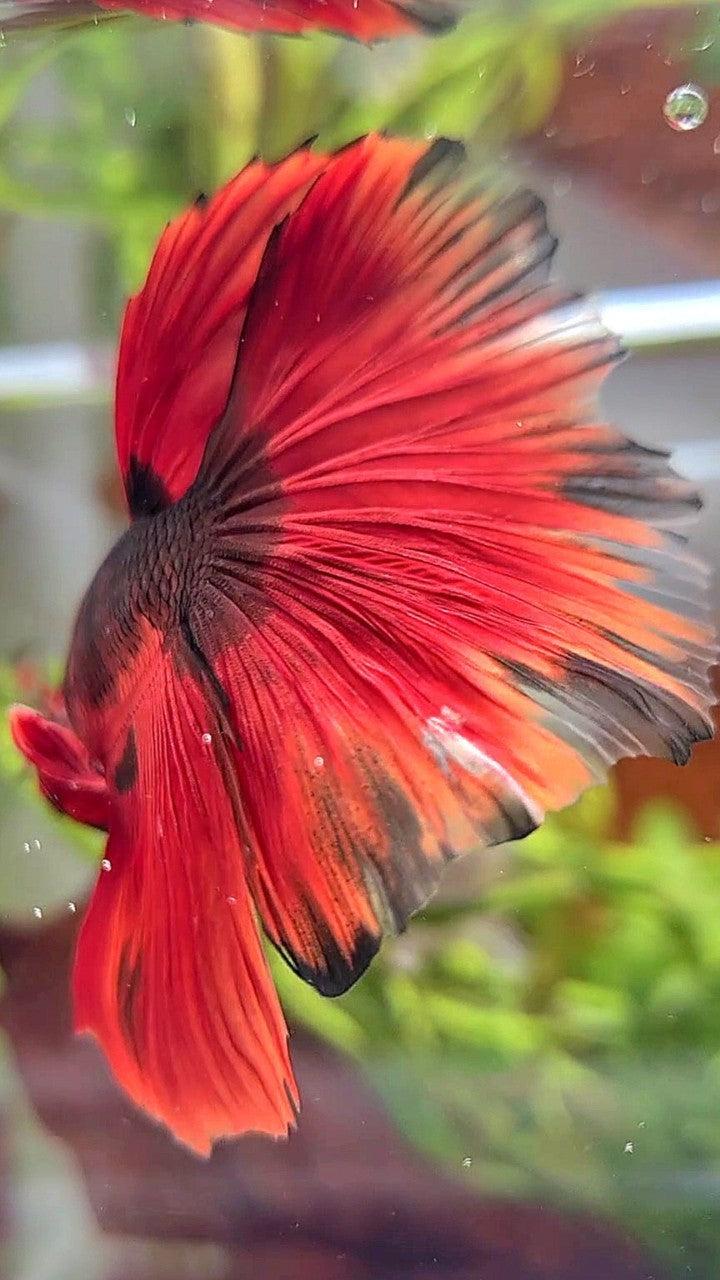 HALFMOON ROSETAIL RED HELLBOY BETTA FISH