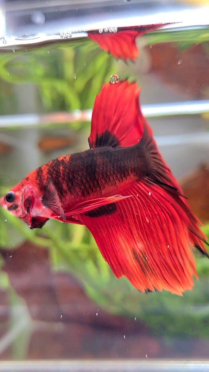 HALFMOON ROSETAIL RED HELLBOY BETTA FISH