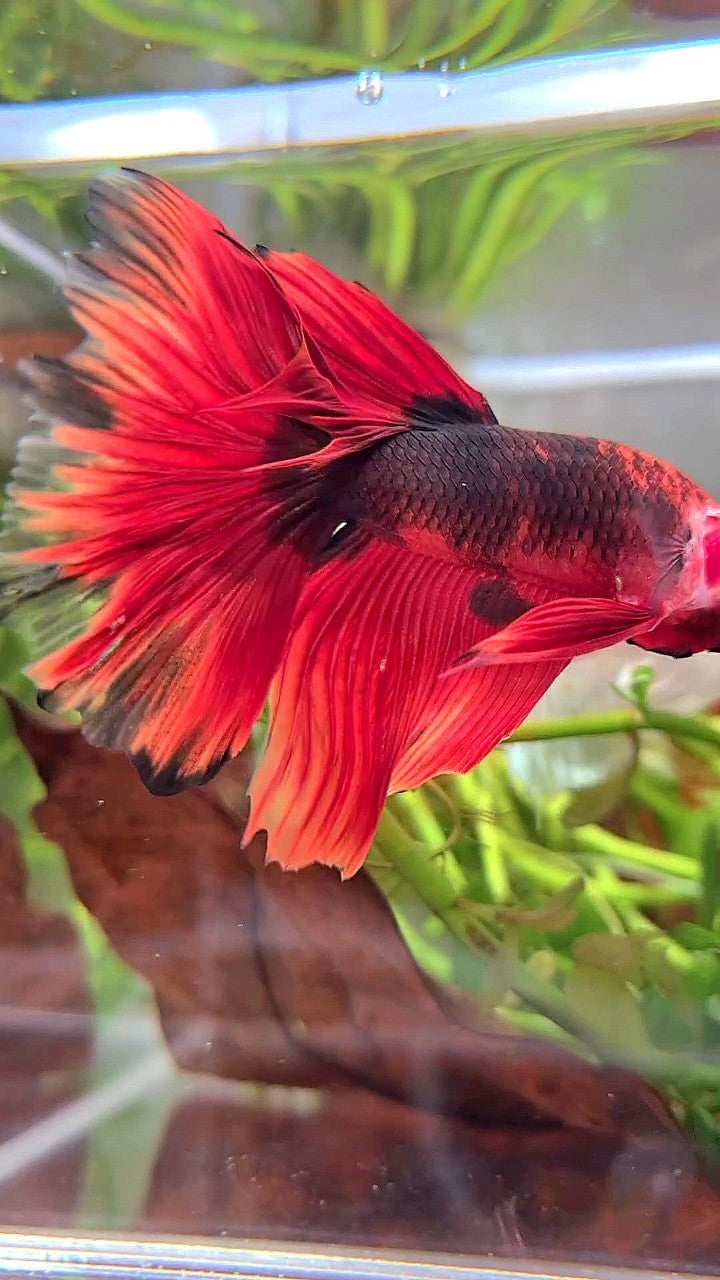 HALFMOON ROSETAIL RED HELLBOY BETTA FISH