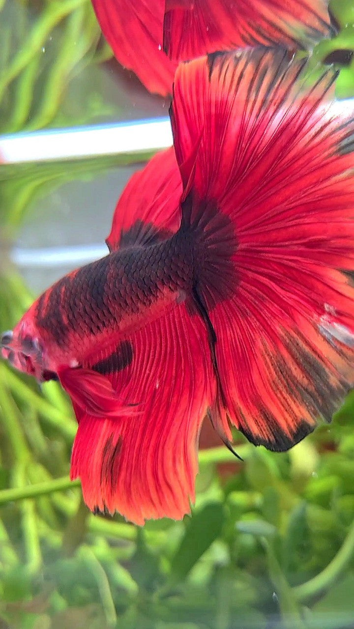 HALFMOON ROSETAIL RED HELLBOY BETTA FISH