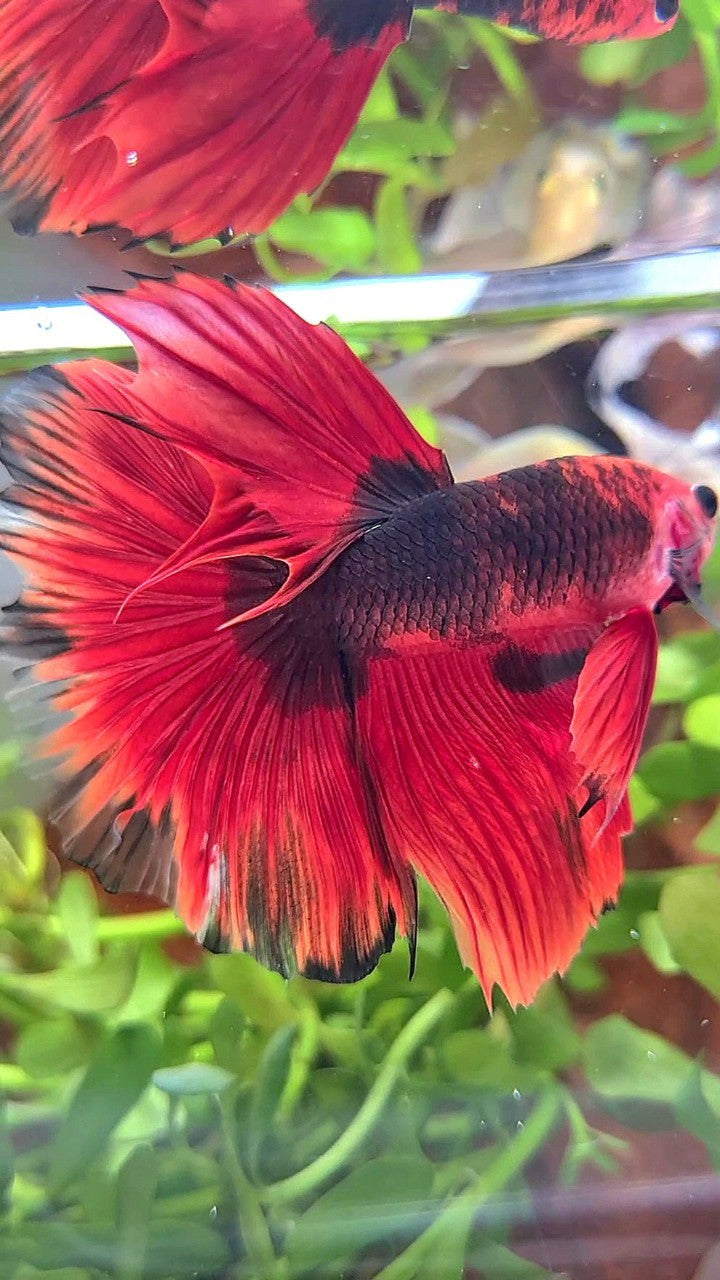 HALFMOON ROSETAIL RED HELLBOY BETTA FISH