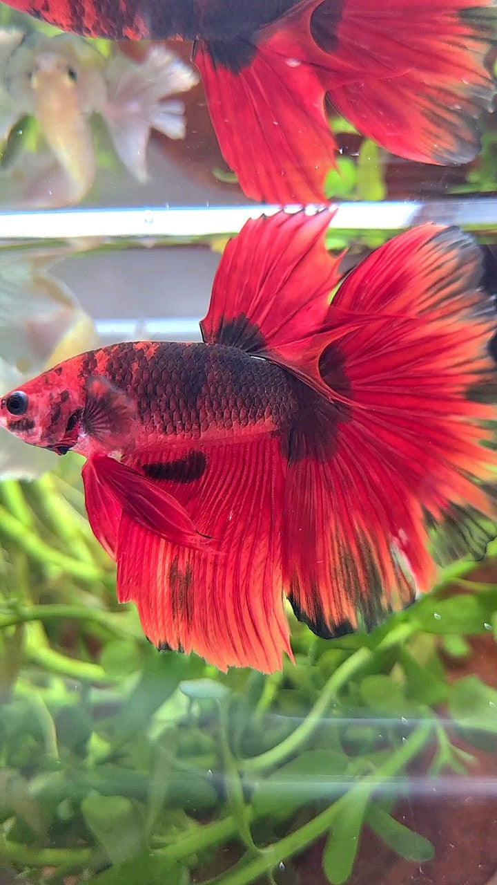 HALFMOON ROSETAIL RED HELLBOY BETTA FISH