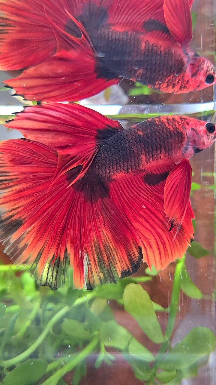 HALFMOON ROSETAIL RED HELLBOY BETTA FISH