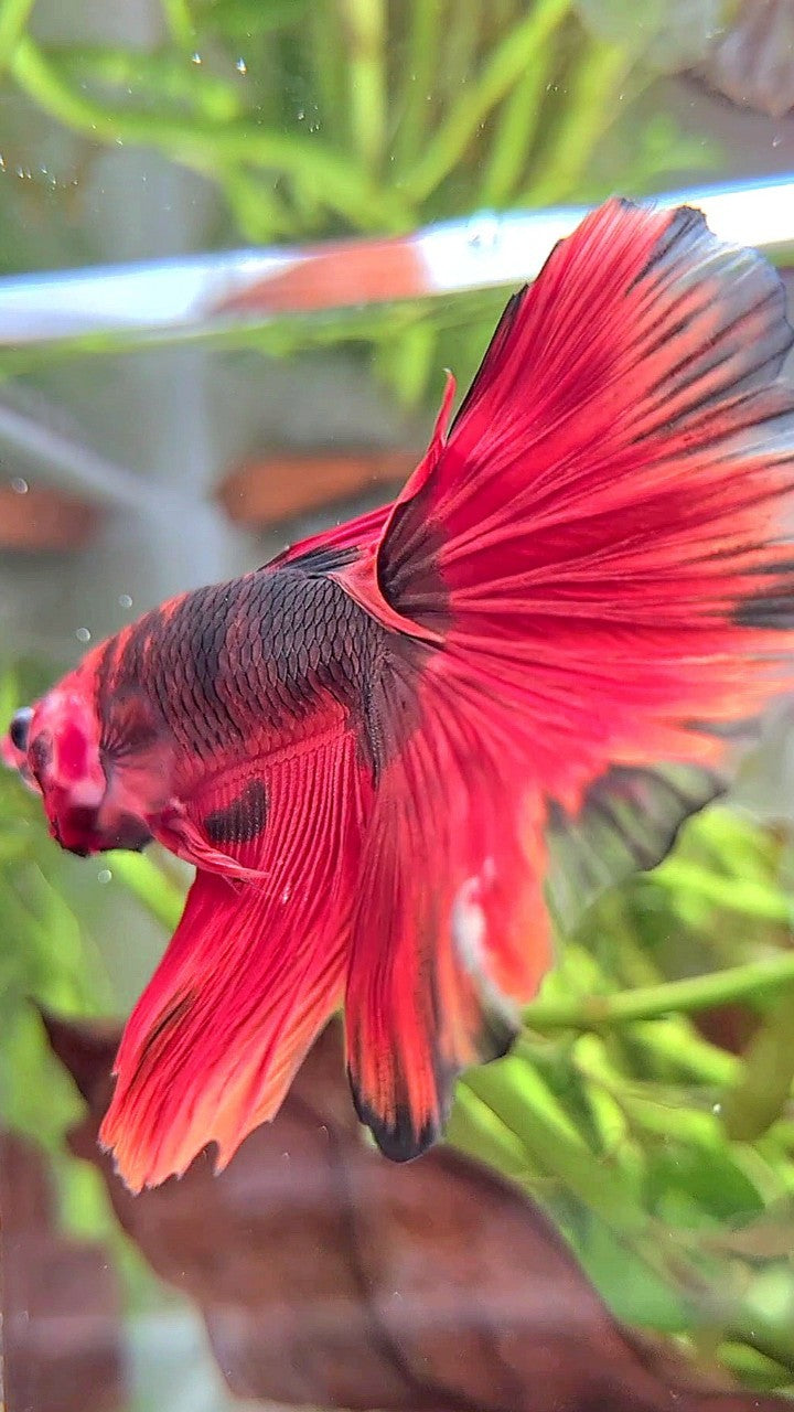 HALFMOON ROSETAIL RED HELLBOY BETTA FISH