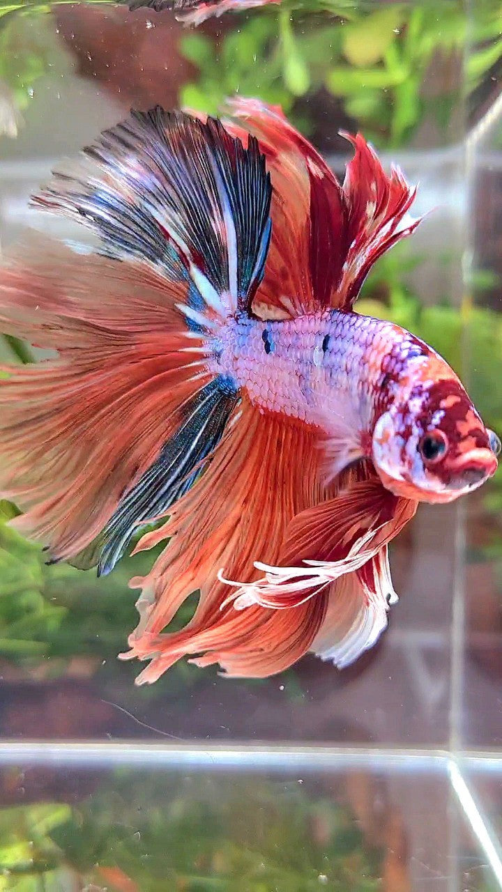 XL HALFMOON ROSETAIL ORANGE FANCY MULTICOLOR BETTA FISH