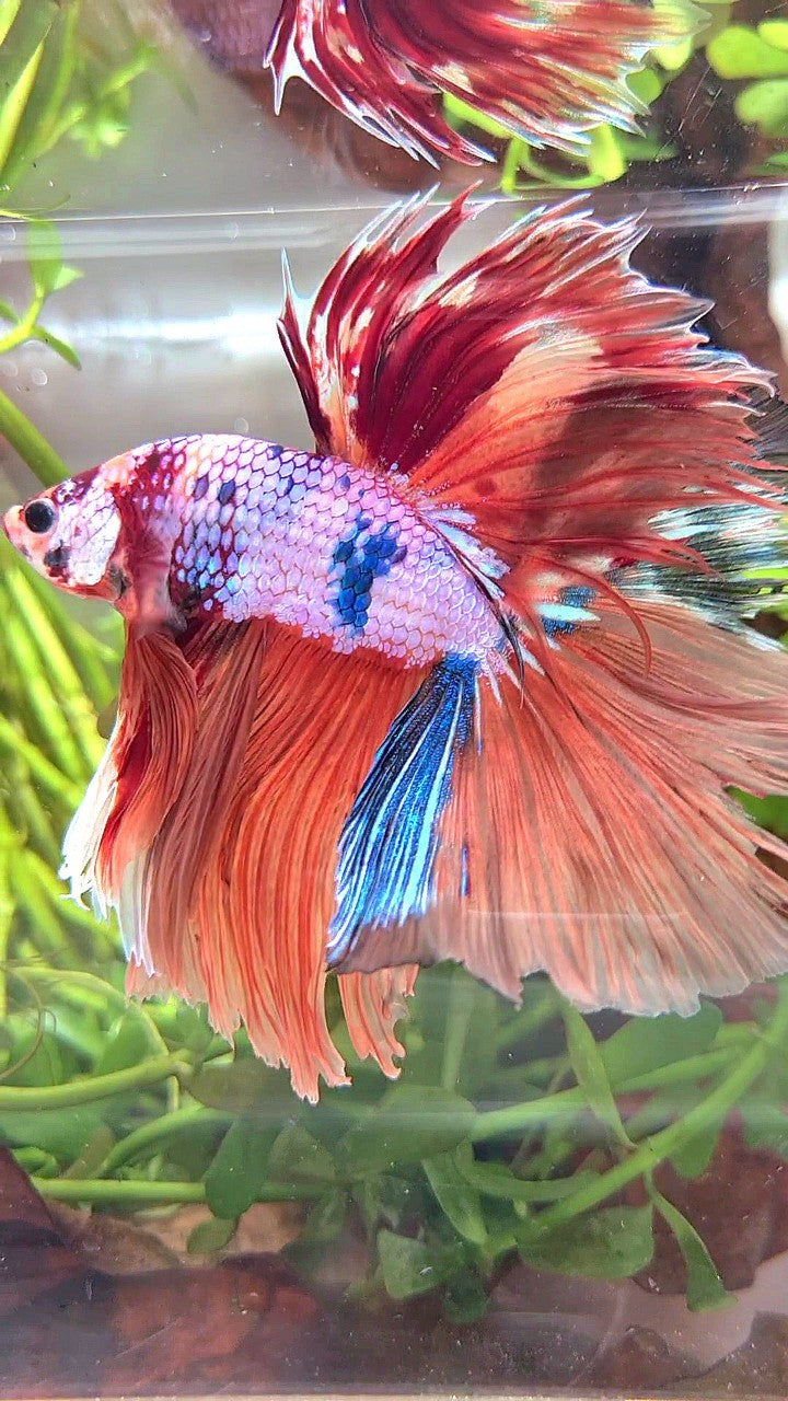 XL HALFMOON ROSETAIL ORANGE FANCY MULTICOLOR BETTA FISH