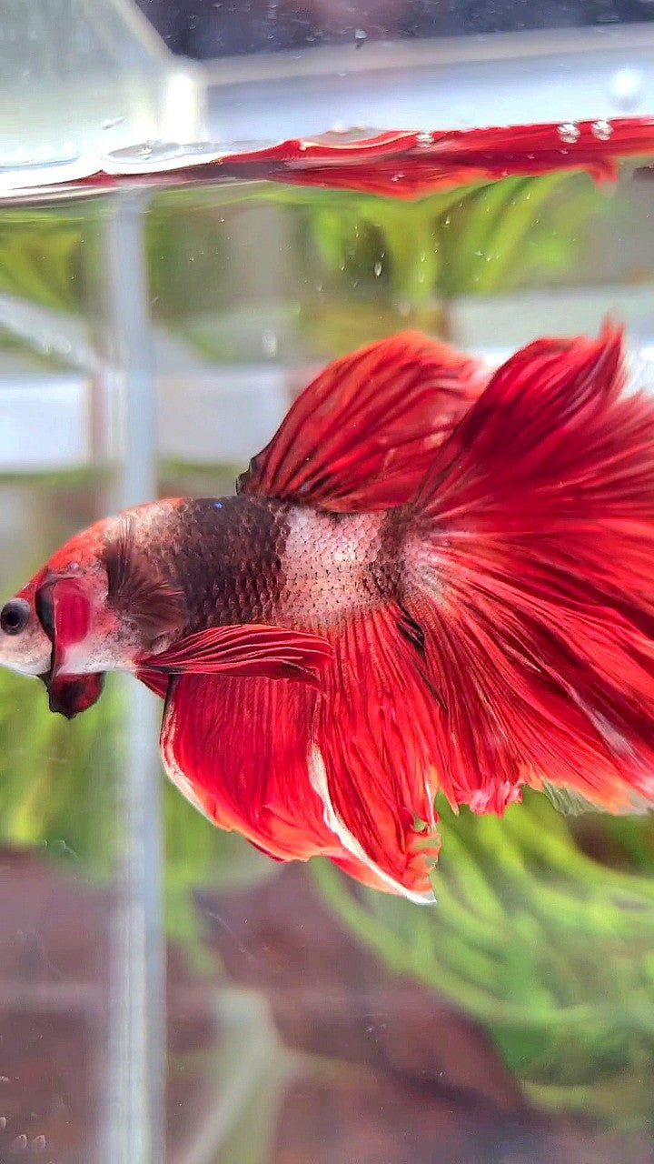 HALFMOON ROSETAIL RED HELLBOY AOC UNIQUE BETTA FISH