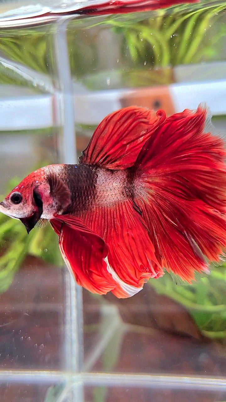 HALFMOON ROSETAIL RED HELLBOY AOC UNIQUE BETTA FISH