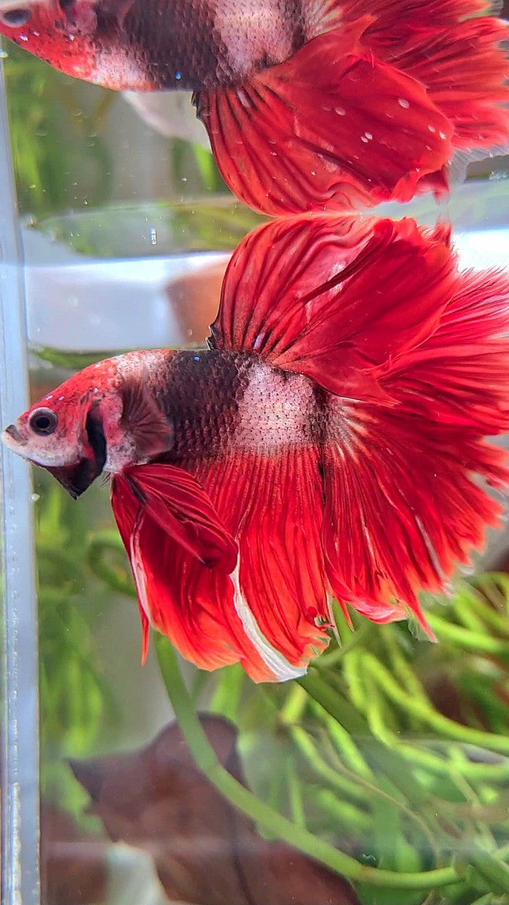 HALFMOON ROSETAIL RED HELLBOY AOC UNIQUE BETTA FISH