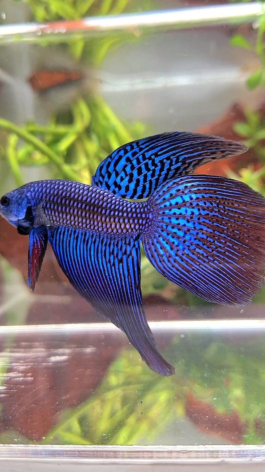 LONGFIN DELTA TAIL BLUE ALIEN HYBRID WILD BETTA FISH