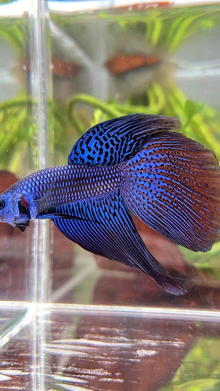 LONGFIN DELTA TAIL BLUE ALIEN HYBRID WILD BETTA FISH