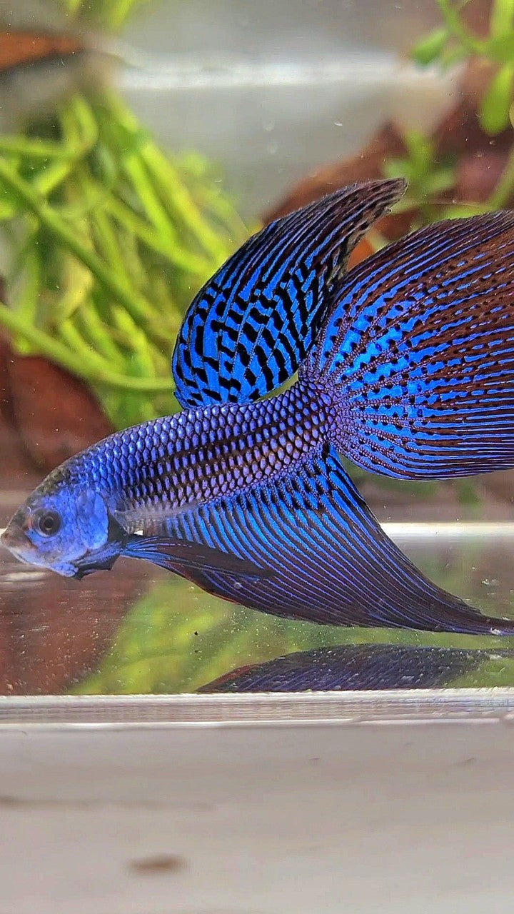 LONGFIN DELTA TAIL BLUE ALIEN HYBRID WILD BETTA FISH