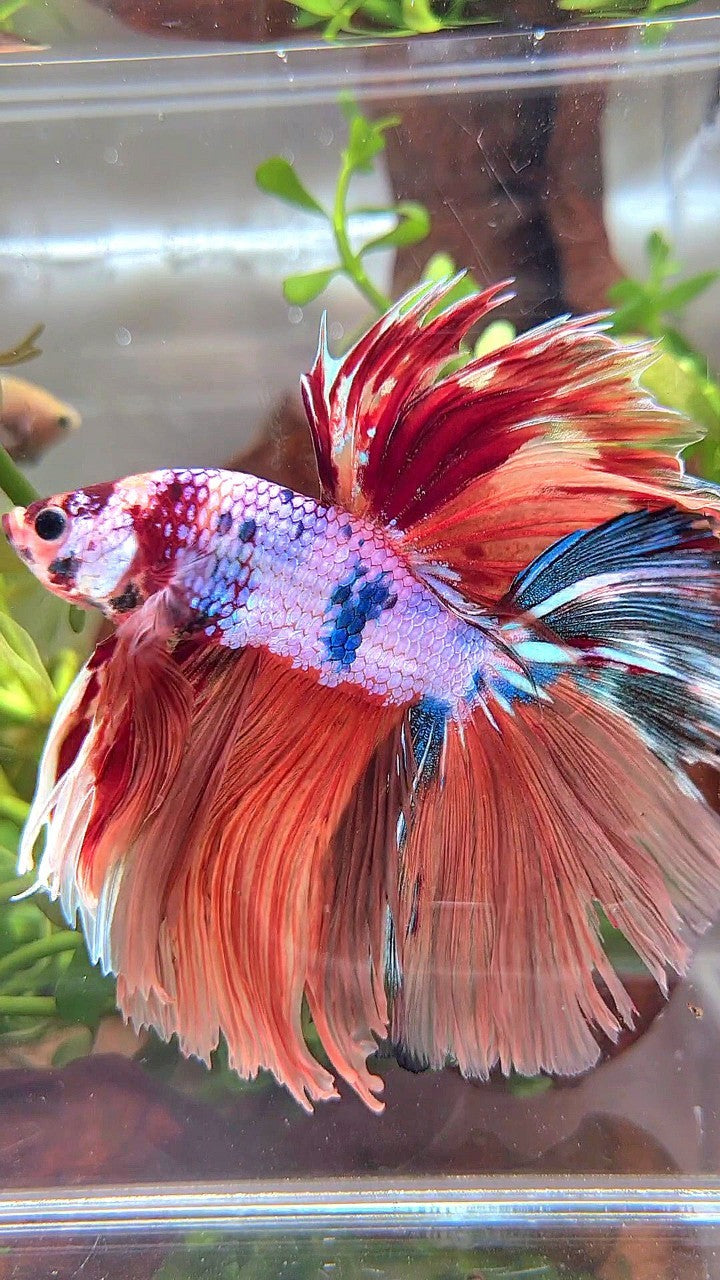 XL HALFMOON ROSETAIL ORANGE FANCY MULTICOLOR BETTA FISH