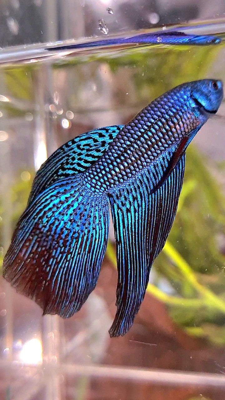 LONGFIN DELTA TAIL BLUE ALIEN HYBRID WILD BETTA FISH