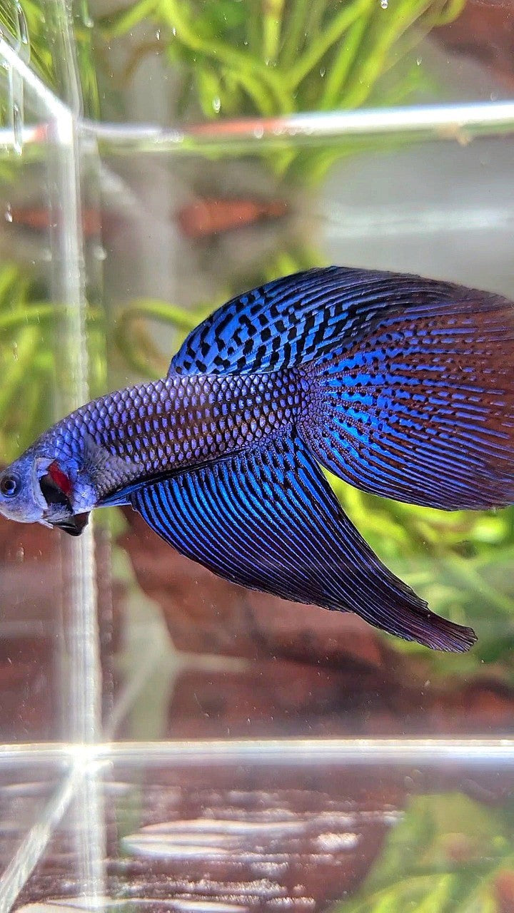 LONGFIN DELTA TAIL BLUE ALIEN HYBRID WILD BETTA FISH