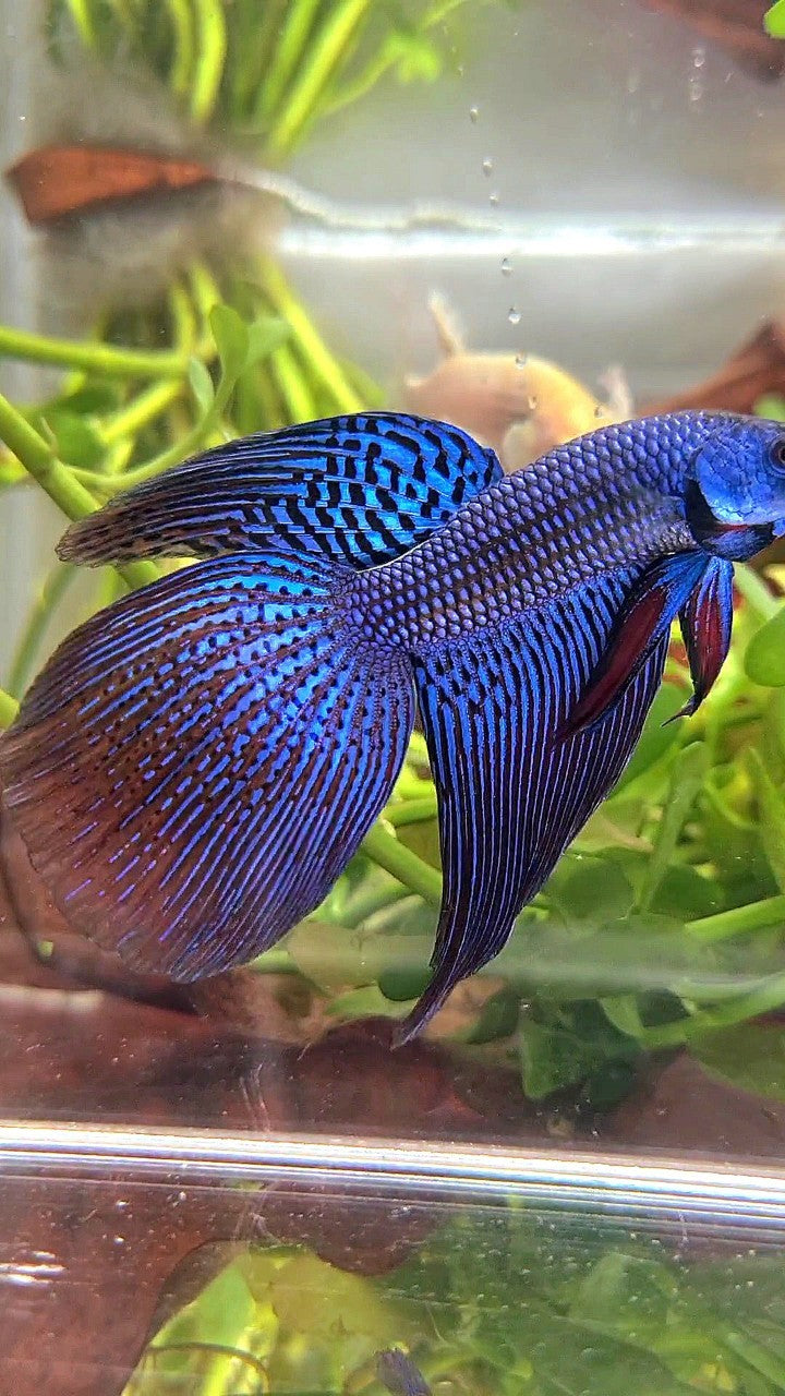 LONGFIN DELTA TAIL BLUE ALIEN HYBRID WILD BETTA FISH