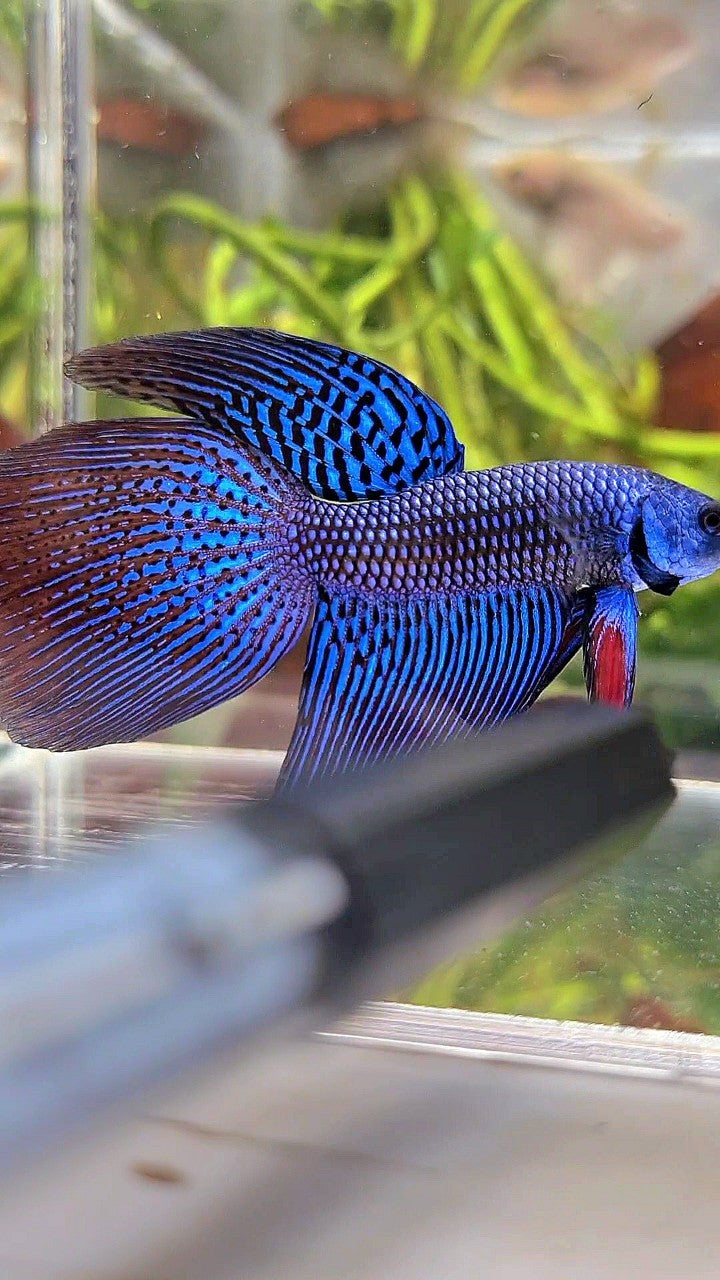 LONGFIN DELTA TAIL BLUE ALIEN HYBRID WILD BETTA FISH