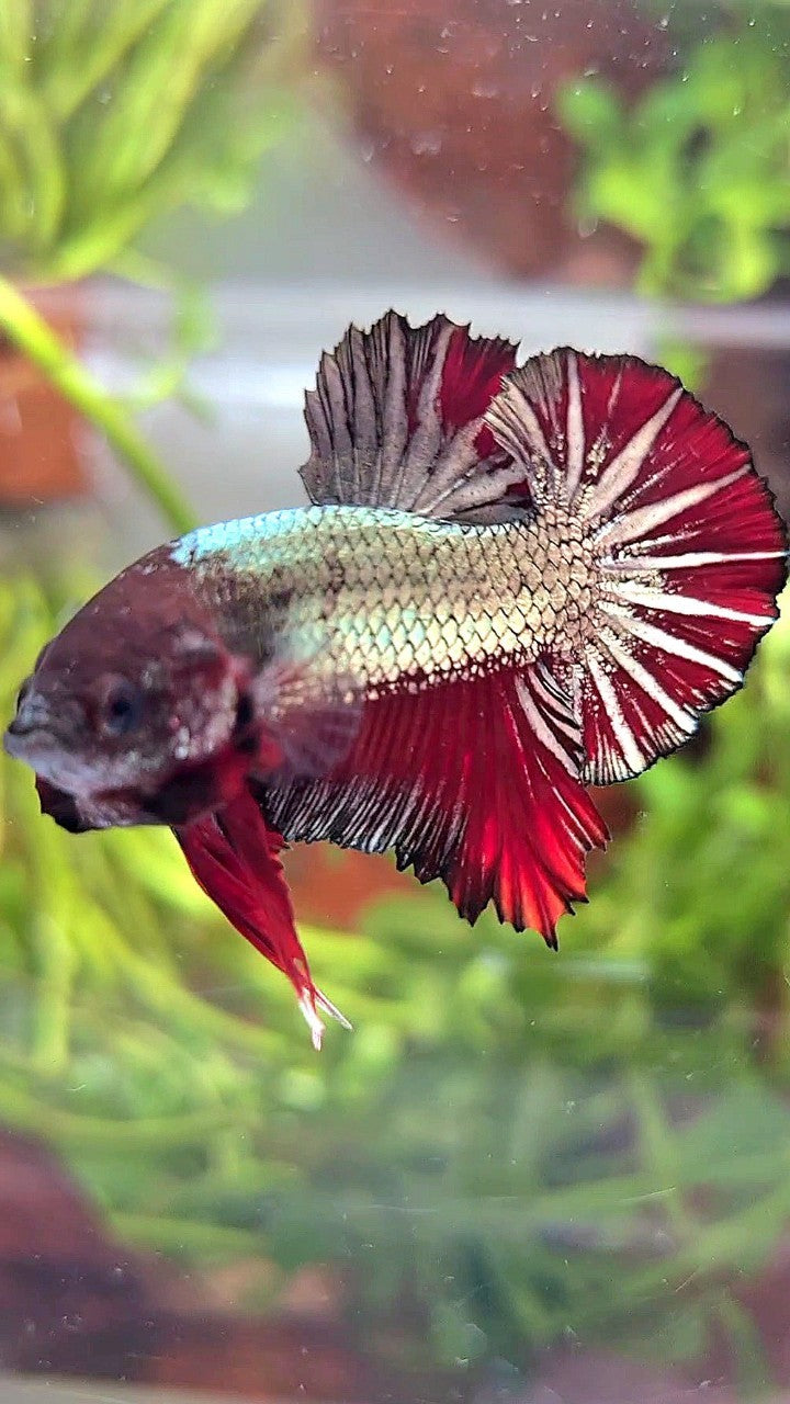 PLAKAT COPPER STARTAIL RED BETTA FISH