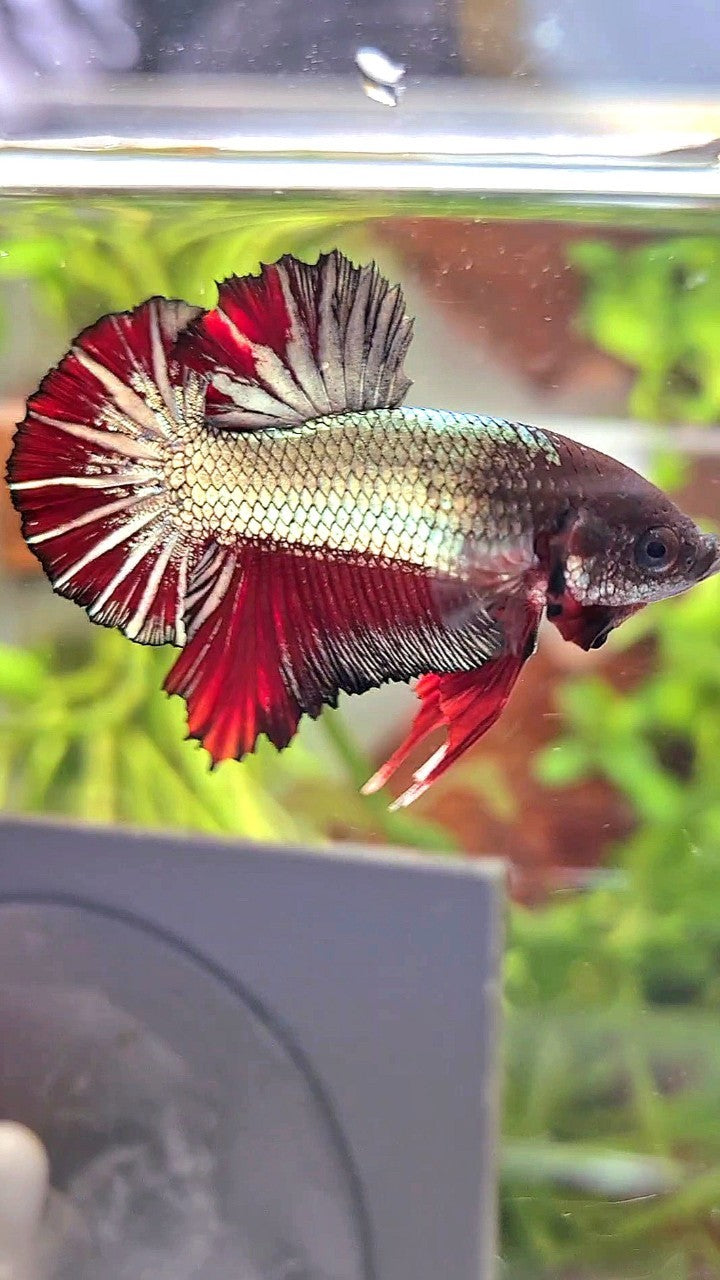 PLAKAT COPPER STARTAIL RED BETTA FISH