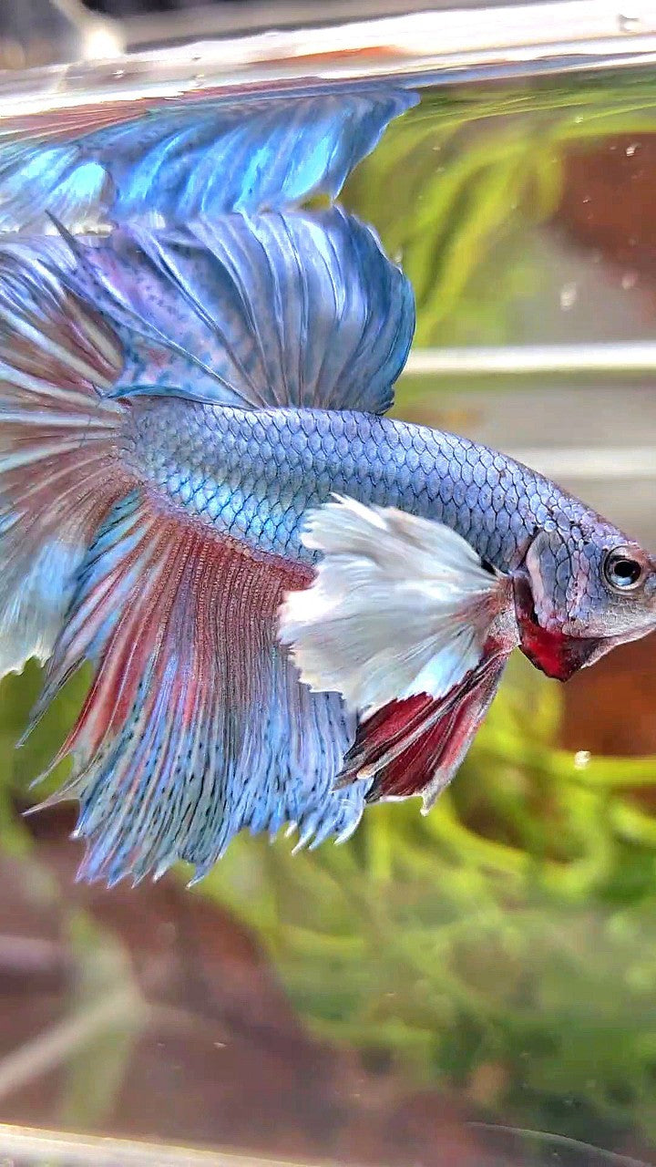 HALFMOON DUMBO EAR BLUE GREEN TURQUOISE BETTA FISH