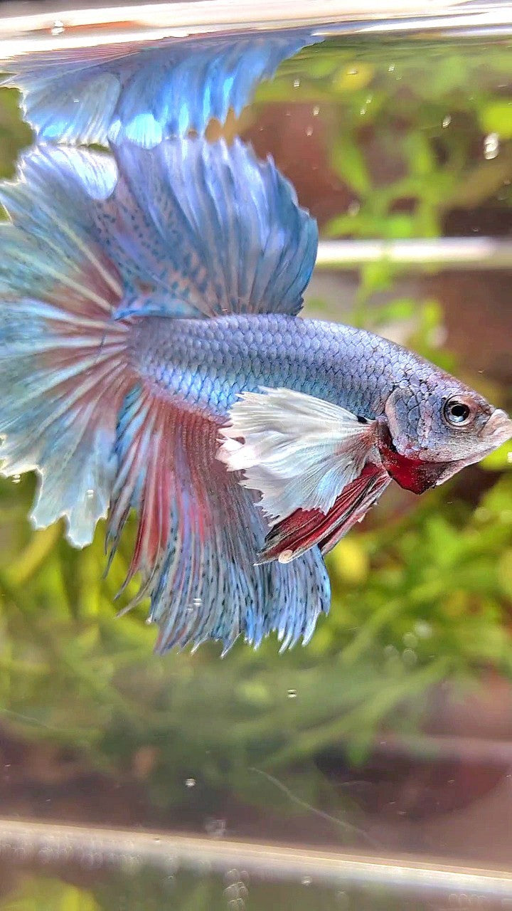 HALFMOON DUMBO EAR BLUE GREEN TURQUOISE BETTA FISH