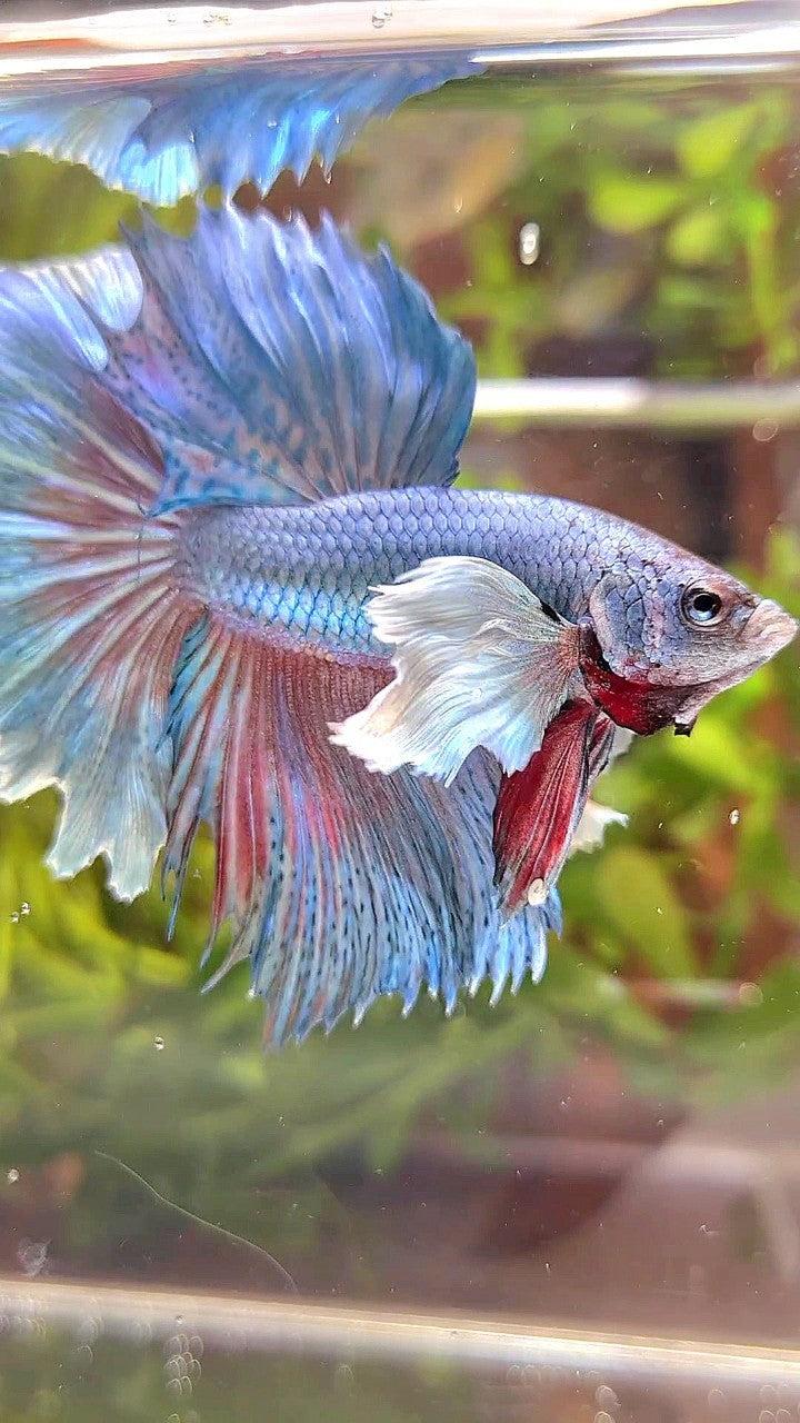 HALFMOON DUMBO EAR BLUE GREEN TURQUOISE BETTA FISH