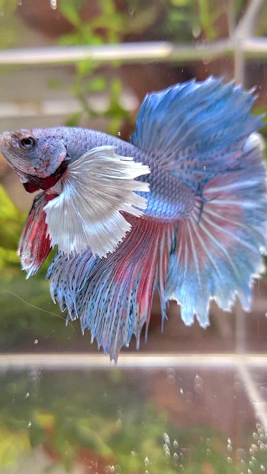 HALFMOON DUMBO EAR BLUE GREEN TURQUOISE BETTA FISH