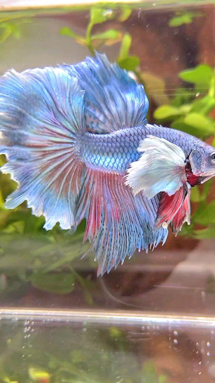 HALFMOON DUMBO EAR BLUE GREEN TURQUOISE BETTA FISH