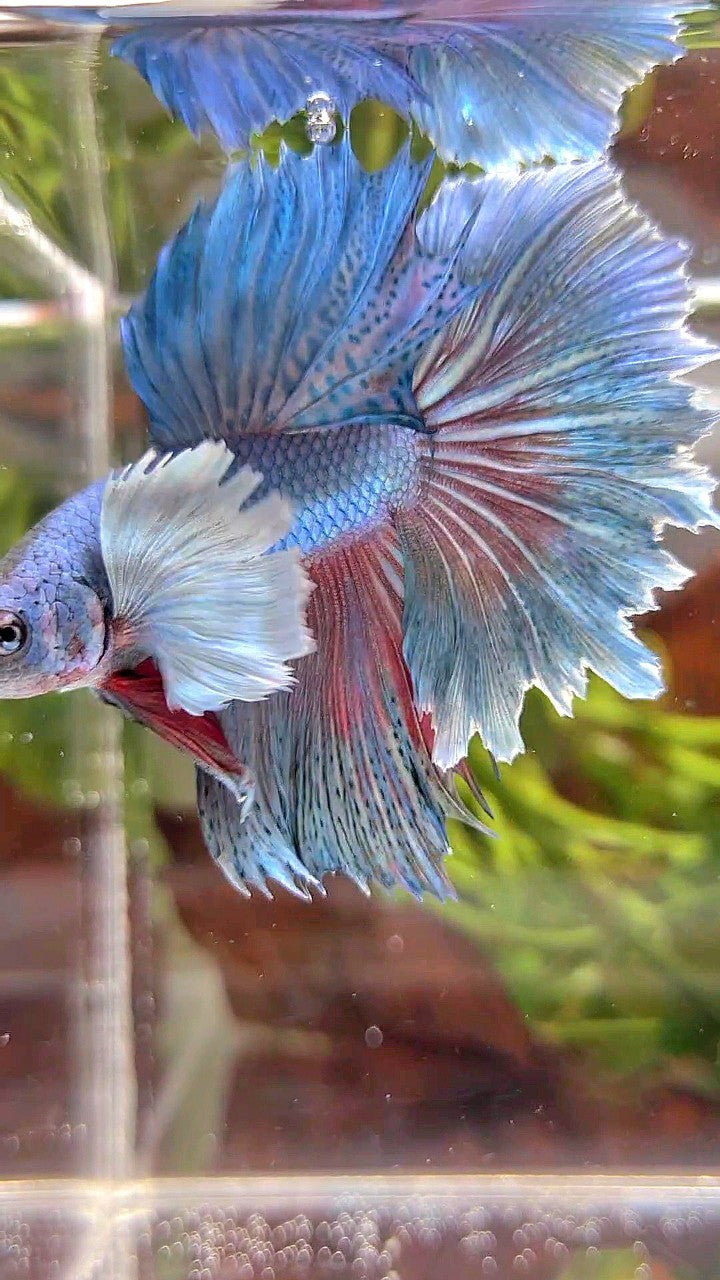 HALFMOON DUMBO EAR BLUE GREEN TURQUOISE BETTA FISH