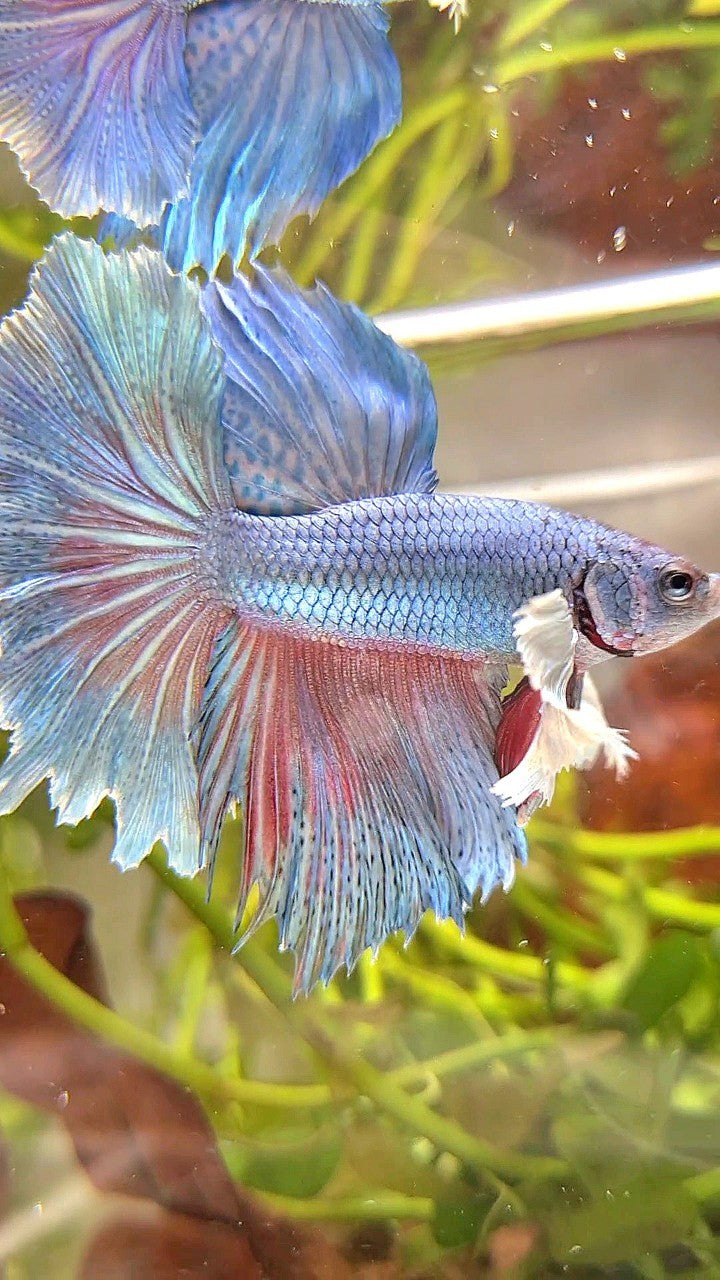 HALFMOON DUMBO EAR BLUE GREEN TURQUOISE BETTA FISH