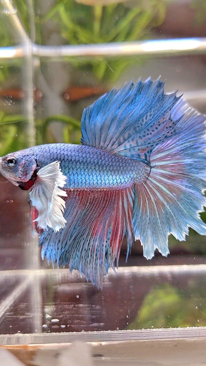 HALFMOON DUMBO EAR BLUE GREEN TURQUOISE BETTA FISH