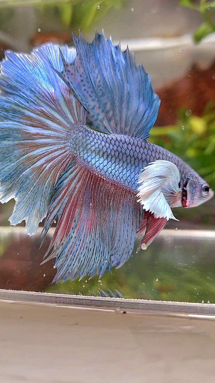 HALFMOON DUMBO EAR BLUE GREEN TURQUOISE BETTA FISH