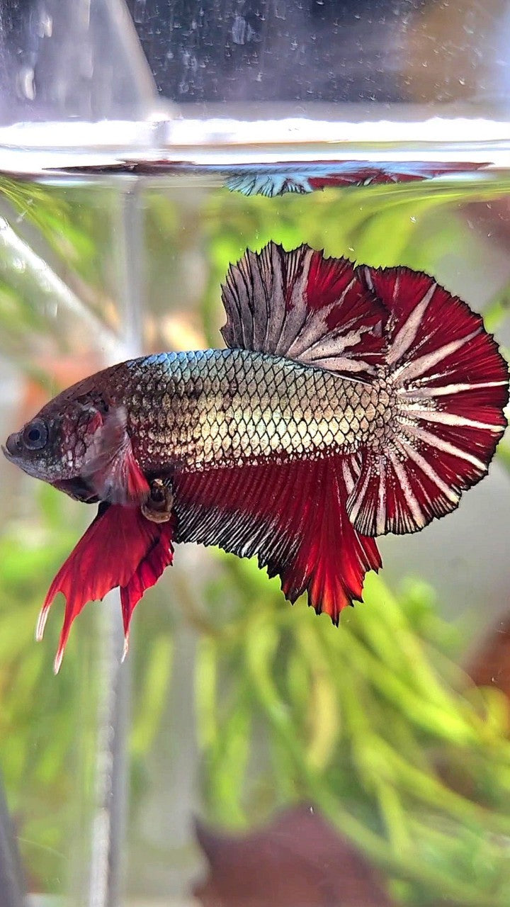 Dopper Fish PLAKAT COPPER STARTAIL RED BETTA FISH – Rare Betta Fish Store