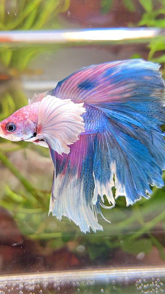 HALFMOON DUMBO EAR DOUBLE TAIL BLUE CANDY MULTICOLOR BETTA FISH