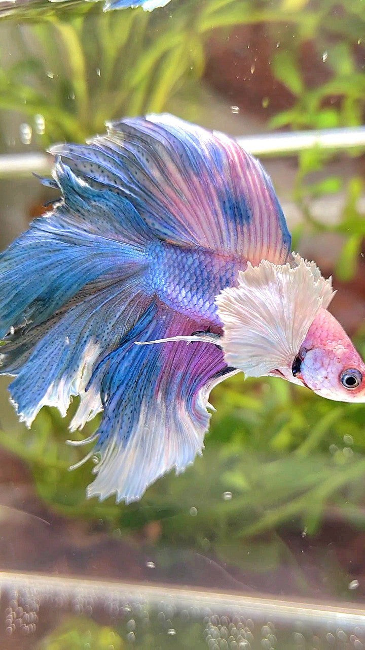 HALFMOON DUMBO EAR DOUBLE TAIL BLUE CANDY MULTICOLOR BETTA FISH