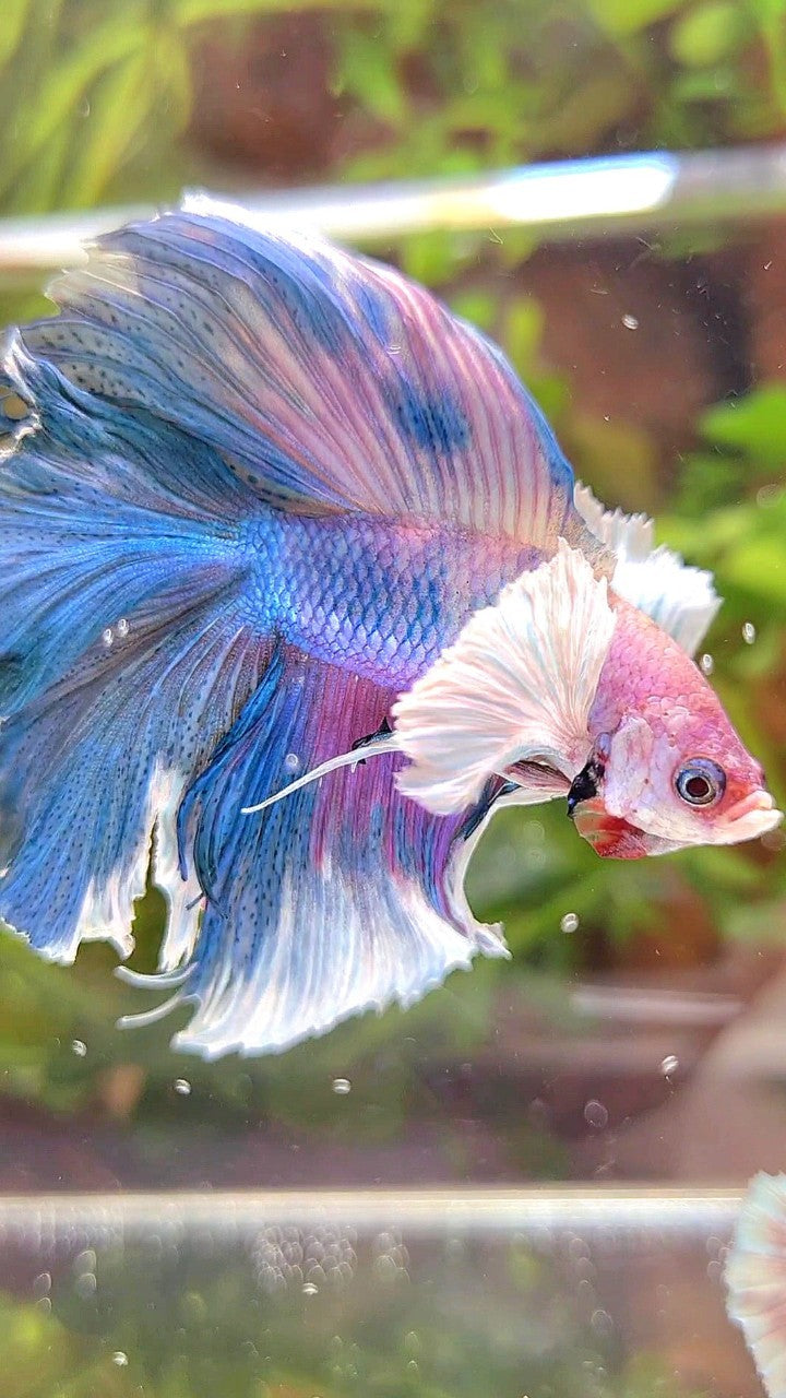 HALFMOON DUMBO EAR DOUBLE TAIL BLUE CANDY MULTICOLOR BETTA FISH