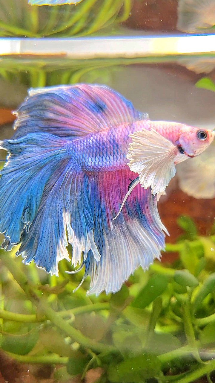 HALFMOON DUMBO EAR DOUBLE TAIL BLUE CANDY MULTICOLOR BETTA FISH