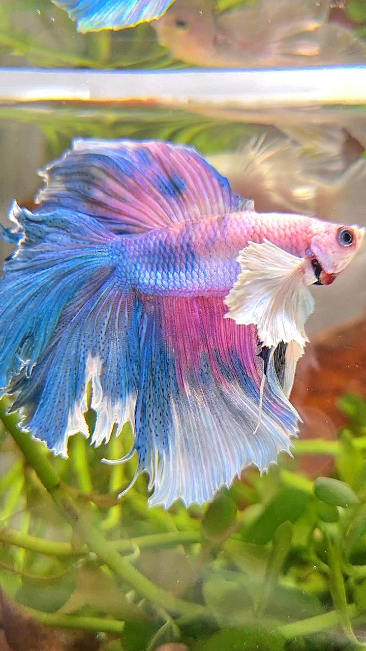 HALFMOON DUMBO EAR DOUBLE TAIL BLUE CANDY MULTICOLOR BETTA FISH