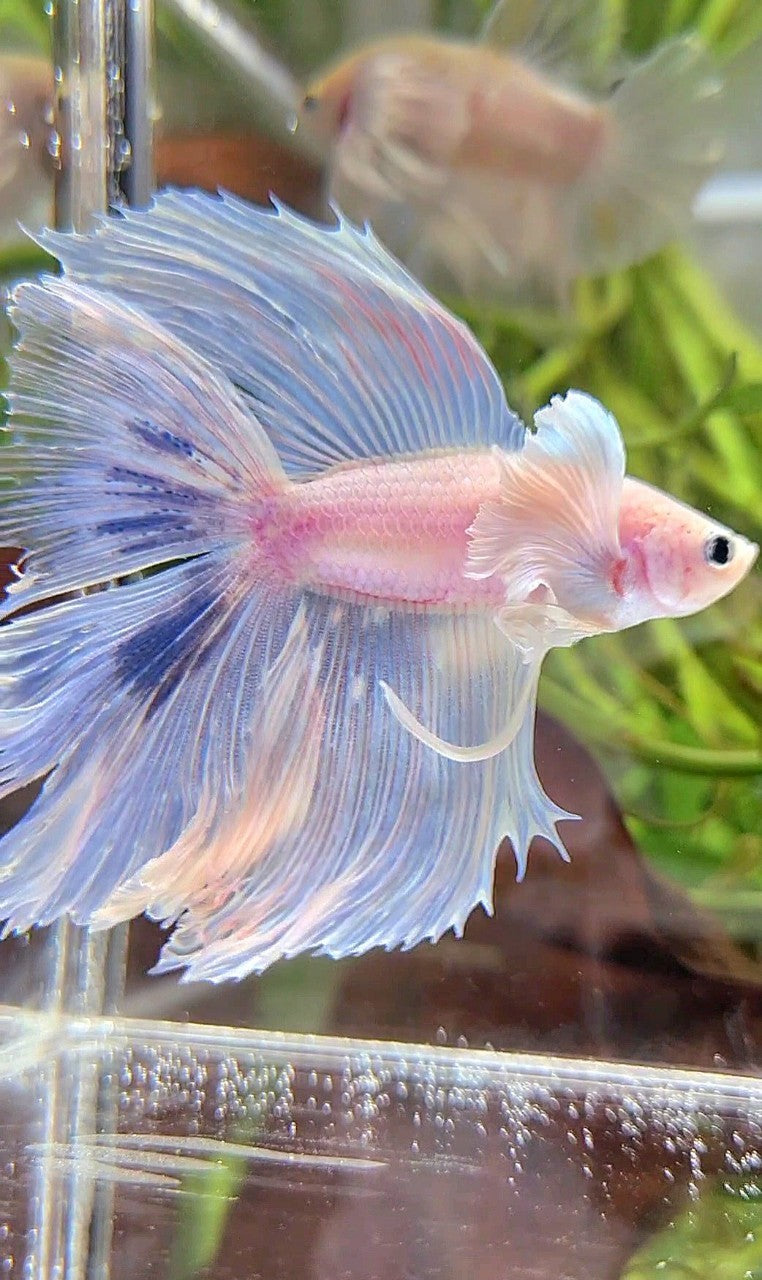 HALFMOON DUMBO EAR DOUBLE TAIL WHITE BLUE MARBLE BETTA FISH