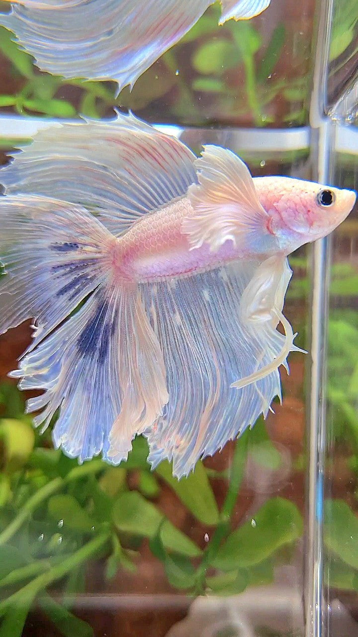 HALFMOON DUMBO EAR DOUBLE TAIL WHITE BLUE MARBLE BETTA FISH