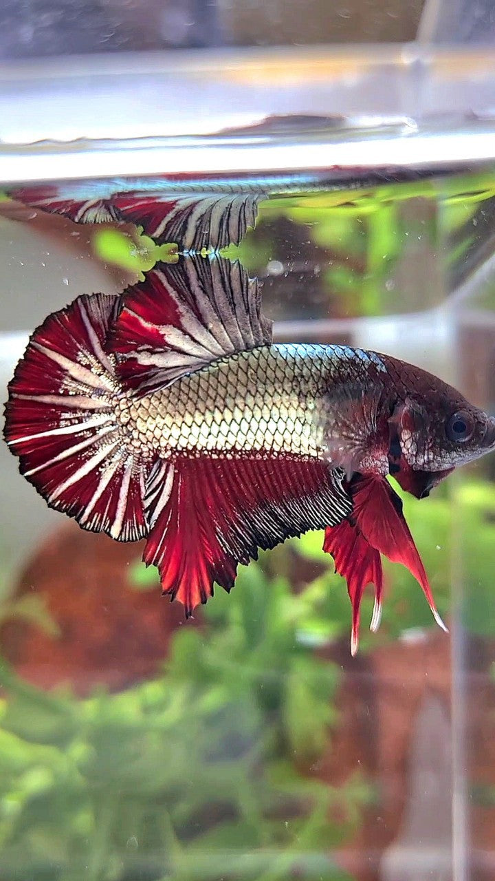 PLAKAT COPPER STARTAIL RED BETTA FISH