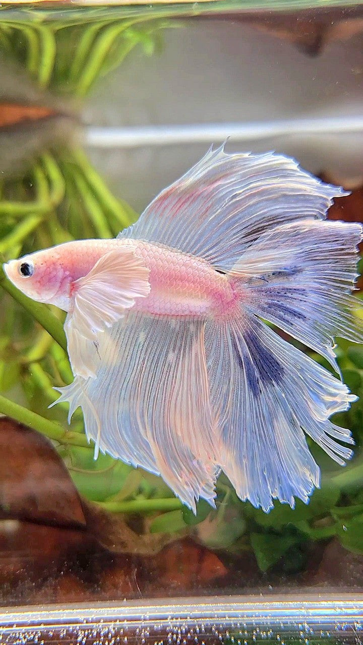 HALFMOON DUMBO EAR DOUBLE TAIL WHITE BLUE MARBLE BETTA FISH